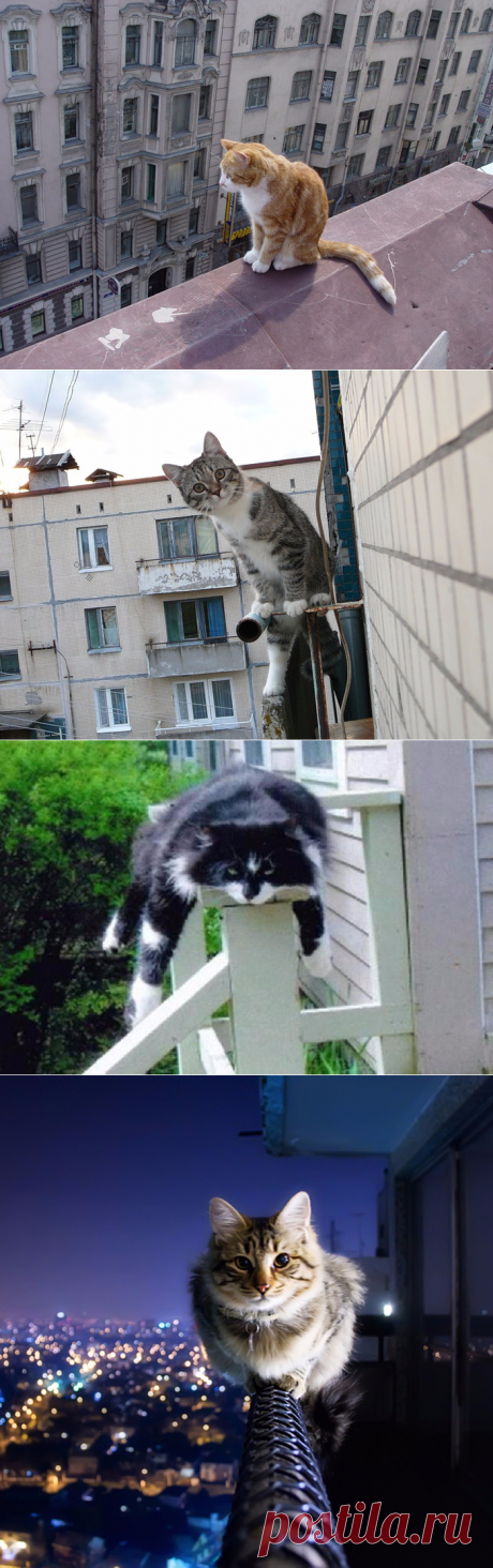 Бесстрашные котэ