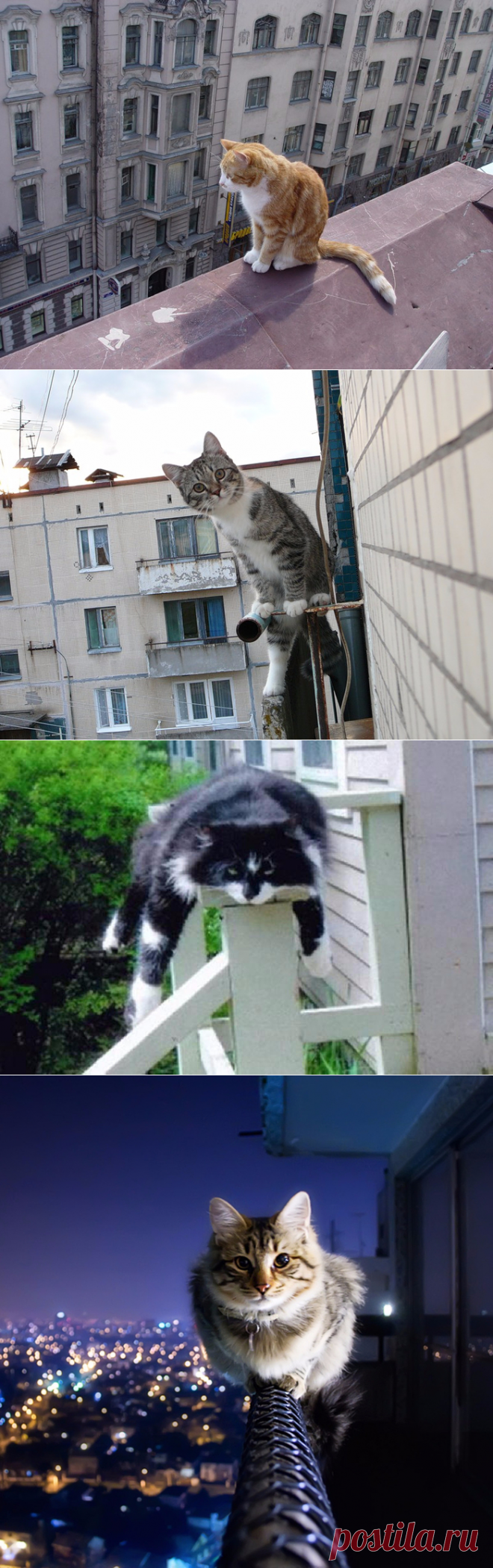 Бесстрашные котэ