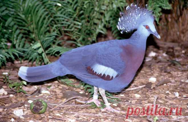Птицы- ожерелье природы. Веероносный венценосный голубь.