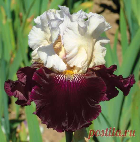 Twist of Sheree | Red Iris | Painting inspiration