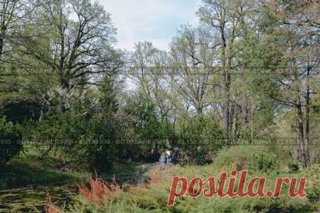 Trees growing in a park forest in late spring in Moscow (2013 год) Редакционное фото, фотограф Ilaronsia / Фотобанк Лори