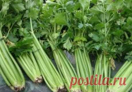 Полезные продукты для похудения | Ladys Book
