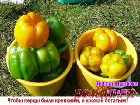 Чтобы перцы были ядреными, крепкими и усыпаны плодами,