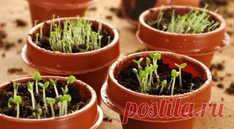 10 цветов, которые нужно посеять в марте | Garden-Zoo.ru | Яндекс Дзен
