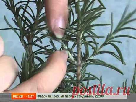 Дачная инспекция. Размножение черенками - YouTube