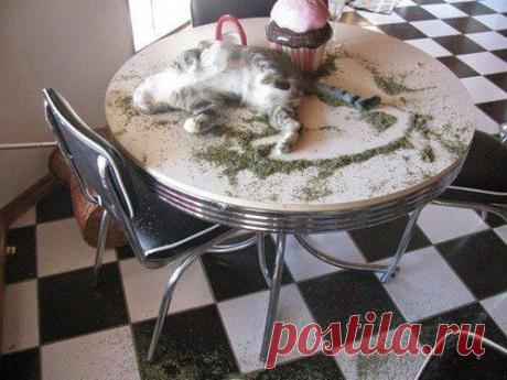 Приключения котов под валерьянкой :) | Пропорции счастья