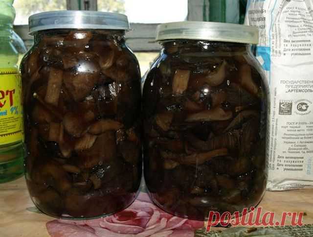 Как солить свинухи в домашних условиях вкусно и просто