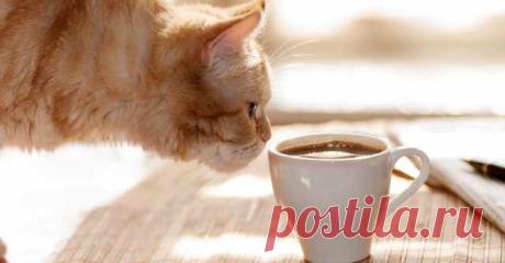 Привезла из Рима бодрящий рецепт, всех коллег подсадила! Больше никакой молочной пенки, сливок или пряностей — Домашняя кулинария