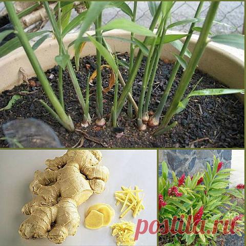 КАК ВЫРАСТИТЬ ДОМА ИМБИРЬ

Каждая женщина, следящая за своей фигурой уже давно по достоинству оценила уникальные свойства имбиря. 

А знаете ли вы, что его можно вырастить на своем подоконнике! И наслаждаться свежими, ароматными кореньями!

Имбирь в домашних условиях прекрасно себя чувствует. Главное знать, что период вегетации растения длится 8-10 месяцев. Корень имбиря высаживают в феврале-марте, его можно приобрести в магазине или на рынке. При покупке необходимо обрати...