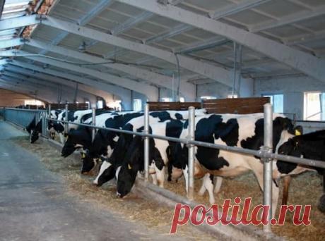 К чему снится Коровник | Астрору