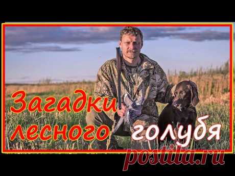 Охота на вяхиря с чучелами. Утро. Загадки лесных голубей.