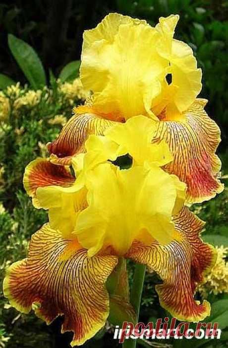 'Bengal Tiger' - Tall Bearded Iris   |   Pinterest • Всемирный каталог идей
