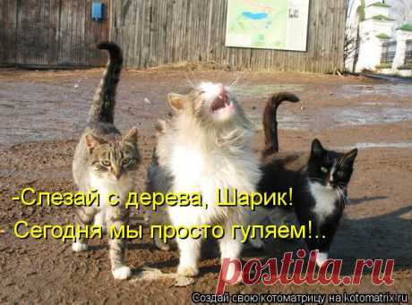Котоматрица: Случайные котоматрицы