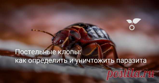 Постельные клопы: как определить и уничтожить паразита В наше время наличие клопов в чьём-то доме считается явлением постыдным и достойным всяческого осуждения. Гордится тут и правда нечем, но такой несчастный случай может произойти с каждым. В эпоху коммуникаций мы контактируем с сотнями людей, бываем в самых разных местах. И на каждом из этих этапов паразит способен пробраться в наше жилище. Но клопы в квартире – это не приговор. Современные знания и инструменты уничтоже...