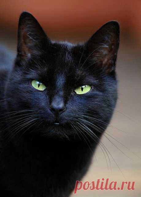 Minha Doce Paixão por cães e gatos