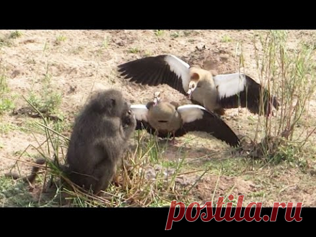 Гуси отлупили бабуина / Моя Планета