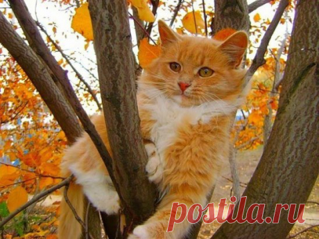 Рыжая прелесть!