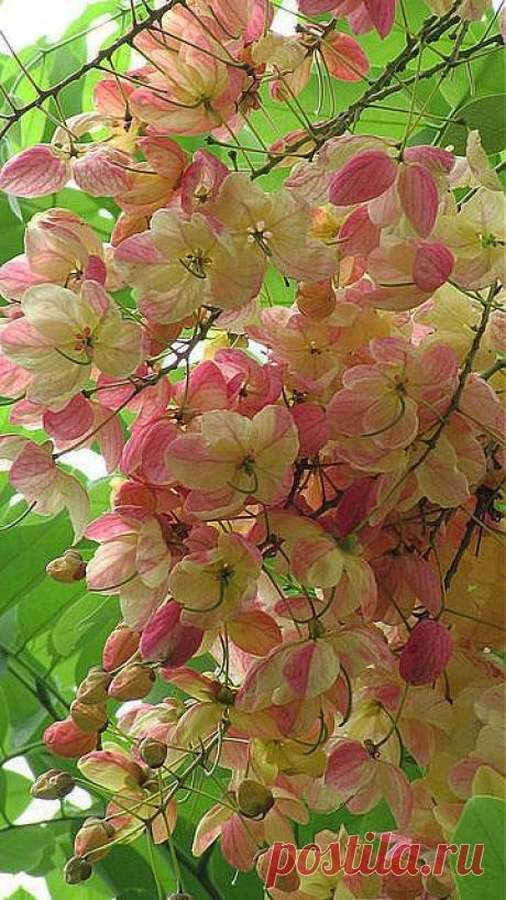 Cassia Fistula, Golden Shower Tree | Trees - Flowering