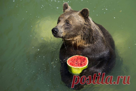 В мире животных