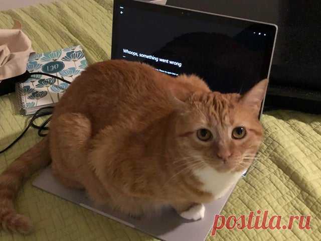 20 показательных примеров, почему человек лишь раб и прислуга для домашнего котика