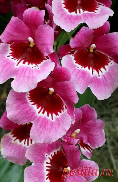Orchid