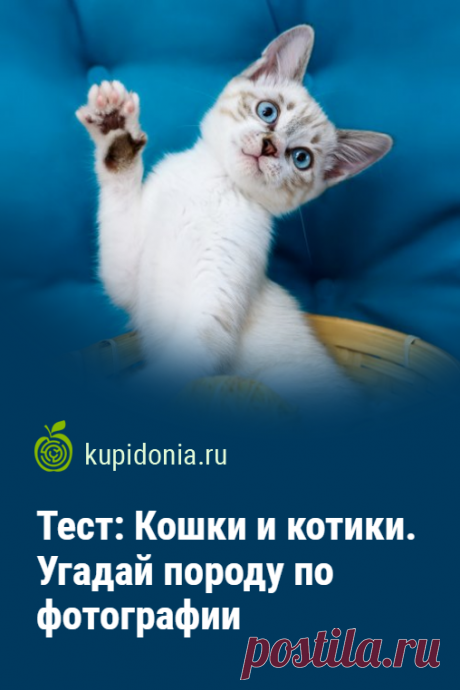 Тест: Кошки и котики. Угадай породу по фотографии. 1 марта — Всемирный день кошек, или другими словами День кота. Ему мы посвящаем сегодняшний тест с фотографиями о породах кошек. Проверьте свои знания и визуальную память!
