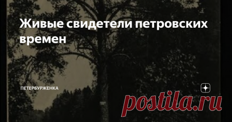 Живые свидетели петровских времен В Петербурге можно увидеть живых реликтов начала 18 века.