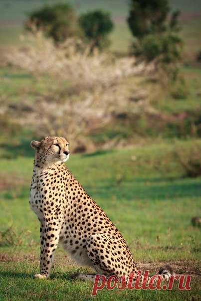 «Ну разве я не хорош?» Утро в Масаи-Мара, Кения. Автор фото – Соня Руденко: nat-geo.ru/photo/user/38107/