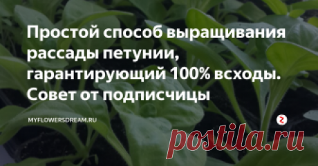 Простой способ выращивания рассады петунии, гарантирующий 100% всходы.  Совет от подписчицы Небольшое вступление)
Все комментарии на моём канале открыты для живого общения. Люди оставляют свои примечания, и проанализировав их все, я для себя выделила три типа людей:
"Учителя русского языка" Я, автор данного канала, вовсе не лингвист, а человек, который любит цветы, выращивает их в своём саду и делится с вами советами, основываясь на собственном опыте и книгах о цветоводстве. Все статьи я
