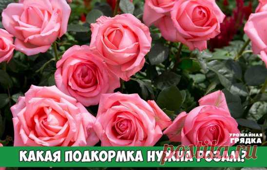 КАКАЯ ПОДКОРМКА НУЖНА РОЗАМ?
Совсем не зря розу называют королевой цветов - яркие и ароматные бутоны поражают своей красотой и разнообразием расцветок. Но чтобы розы как можно дольше радовали пышным цветением, за ними нужно правильно ухаживать, в частности, правильно подкармливать. 
Какая подкормка нужна розам?
Как и все цветущие растения, розы для полноценного развития нуждаются в удобрениях - органических и минеральных. Содержащиеся в них вещества действуют на розы следующим образом: