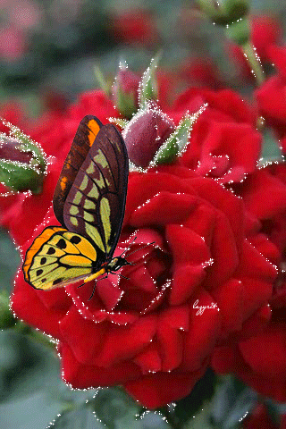 (Click it) to see it!! | ali di farfalle