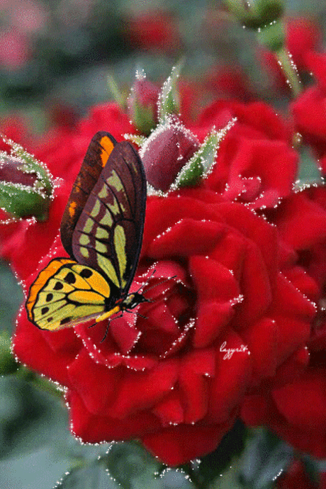 (Click it) to see it!! | ali di farfalle