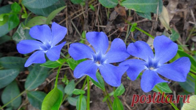 Барвинок Весенний. Фото Евгений Полис