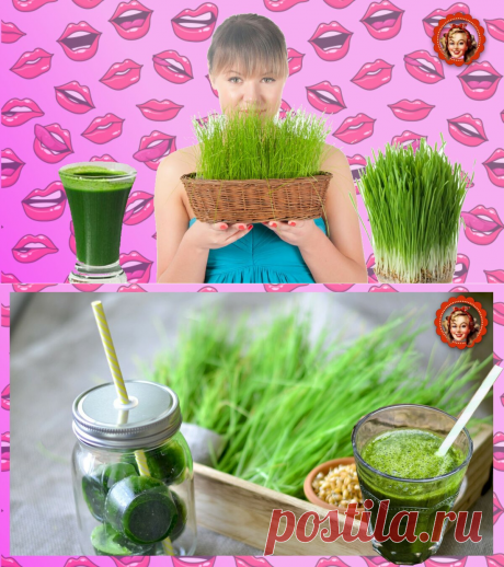 Почему я начала пить сок ростков пшеницы. Плюсы и минусы витграсса | Мисс Понитта | Яндекс Дзен