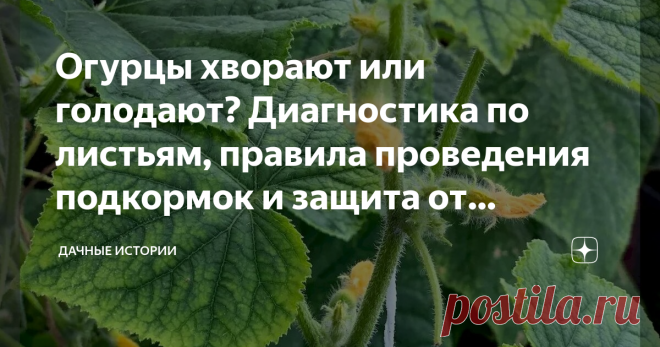 Огурцы хворают или голодают? Диагностика по листьям, правила проведения подкормок и защита от пероноспороза Добрый день, дорогие друзья, садоводы и огородники! Приветствую вас в нашем сообществе 