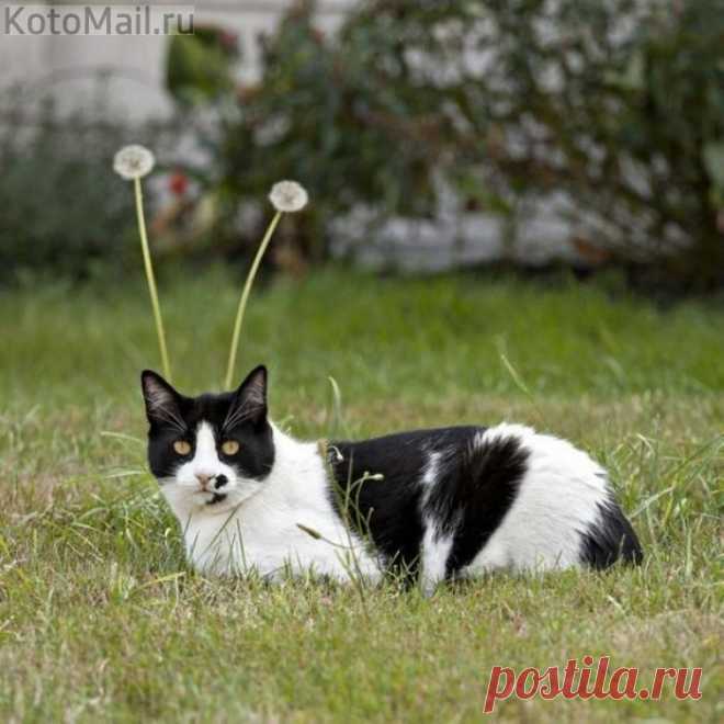 Инопланетный)