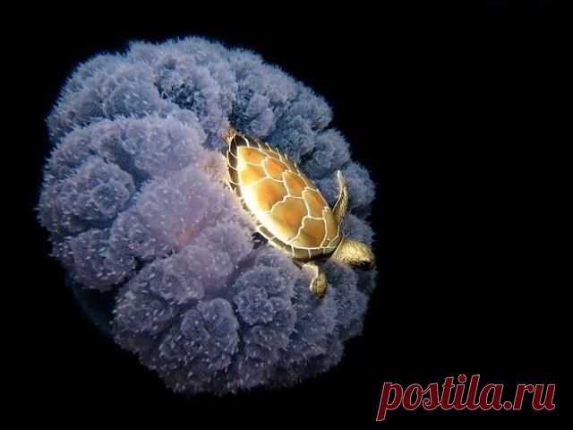 хх