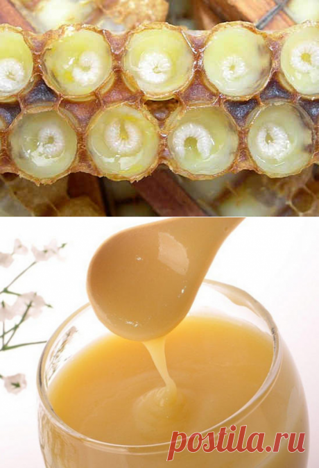 Маточное молочко, полезные свойства и применение