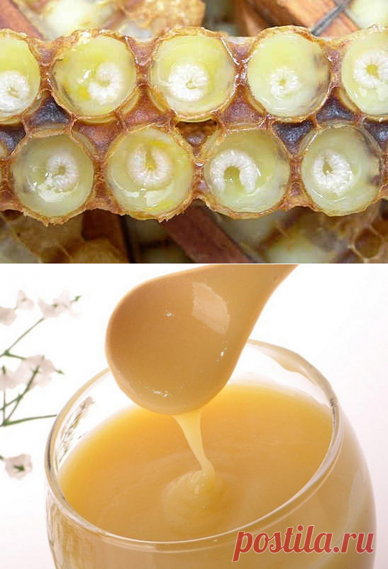 Маточное молочко, полезные свойства и применение