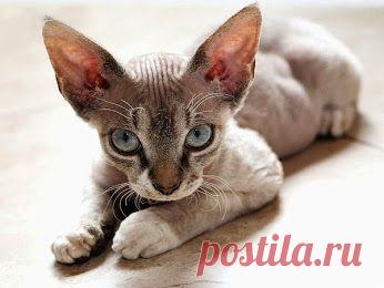 Самые дорогие кошки