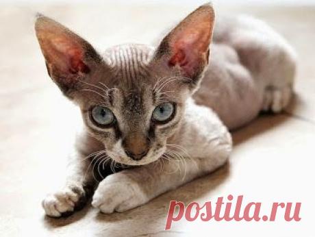 Самые дорогие кошки