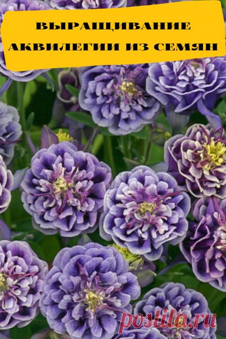 выращивание аквилегии из семян