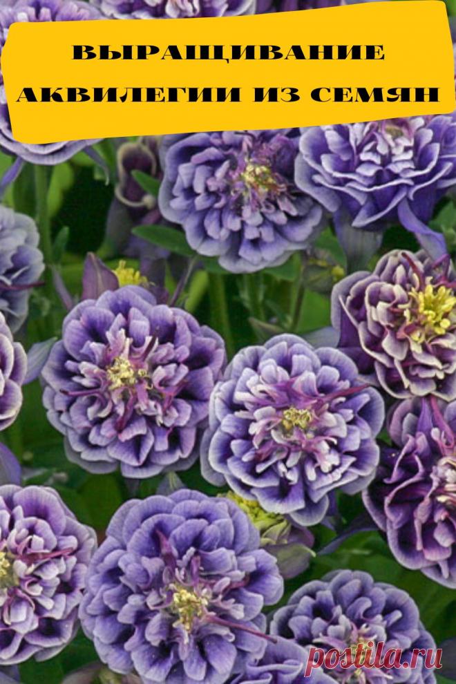 выращивание аквилегии из семян