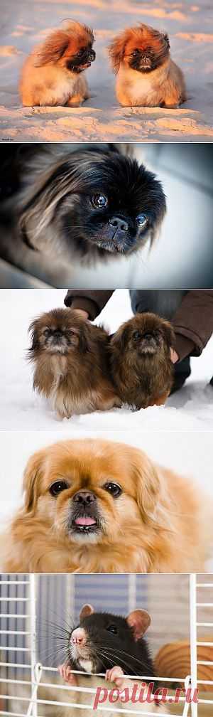 Корлевский и карликовый пекинес (Pekingese) – описание породы, фото, уход и здоровье собак, кормление и здоровье, выбор щенков | Animal.ru