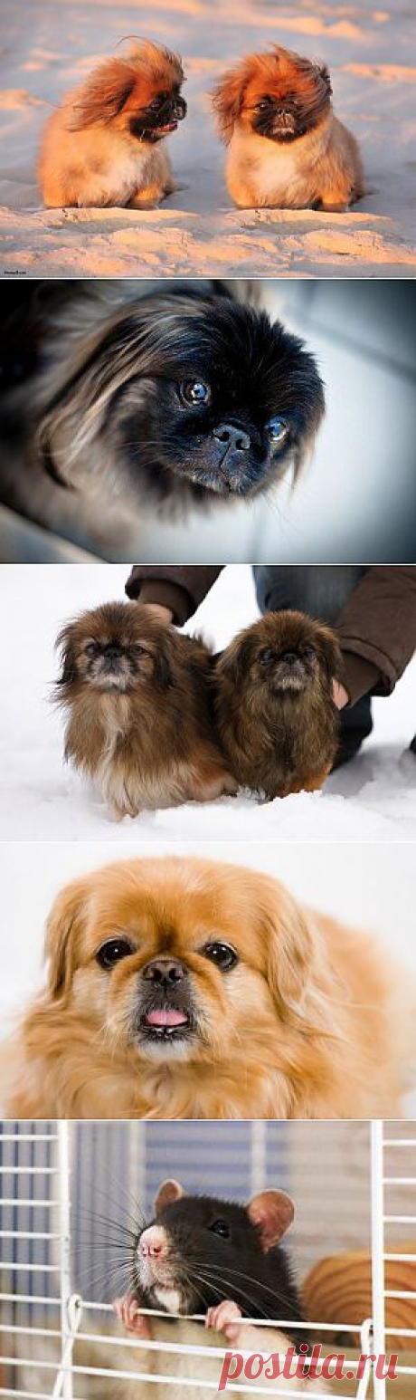 Корлевский и карликовый пекинес (Pekingese) – описание породы, фото, уход и здоровье собак, кормление и здоровье, выбор щенков | Animal.ru