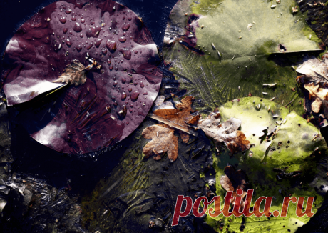 Календарь сезонных работ в саду: декабрь - Planetalsad