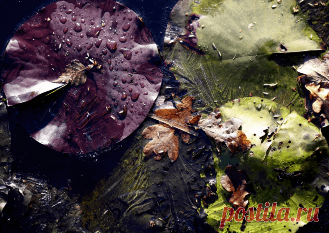 Календарь сезонных работ в саду: декабрь - Planetalsad