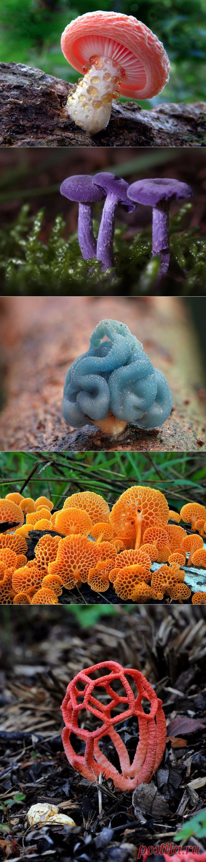 20 фотографий самых красивых грибов в мире