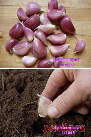 (56) Одноклассники