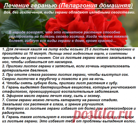 Герань — это не просто красивый цветок. Все, без исключения, виды герани обладают целебными свойствами.